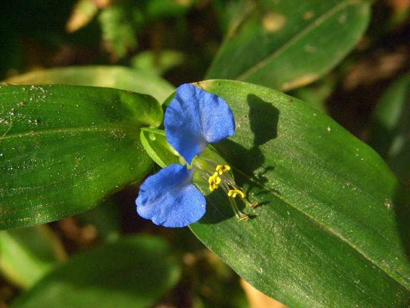 Lotus pedunculatus e Commelina communis